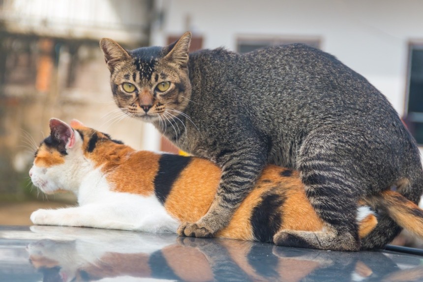 Understanding Cat Behavior: Cat Humping and Swallowing Incidents